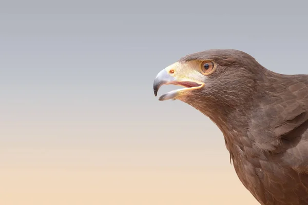 Des Faucons Utilisés Pour Chasser Caille Autres Oiseaux Vivant Dans — Photo