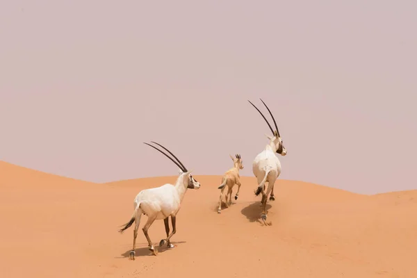 Família Oryx Nas Dunas Reserva Conservação Deserto Dubai Emirados Árabes — Fotografia de Stock