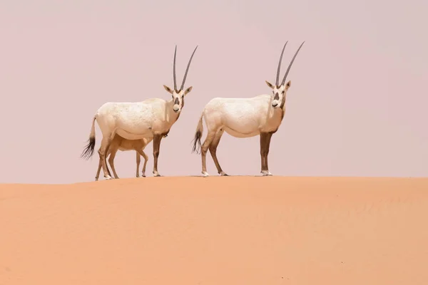 Rodzina Oryx Para Dorosłych Dwa Cielęta Wędruje Wydmach Dubai Desert — Zdjęcie stockowe