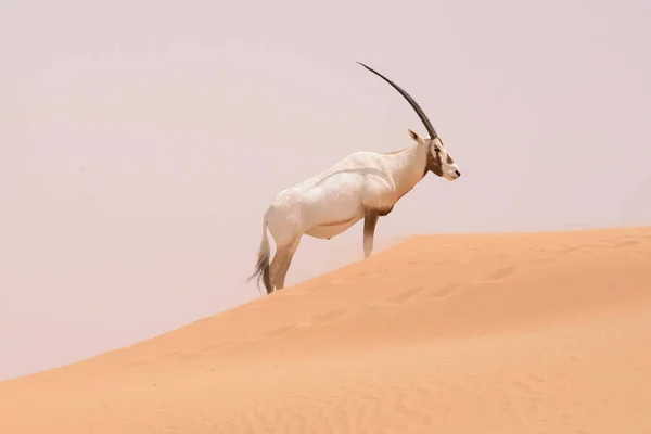 Família Oryx Nas Dunas Reserva Conservação Deserto Dubai Emirados Árabes — Fotografia de Stock