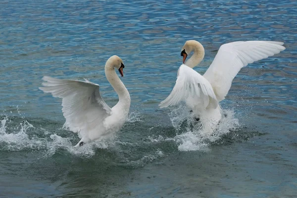 Swan Dance Λίμνη Της Γενεύης Ελβετία — Φωτογραφία Αρχείου