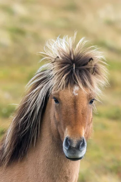 Cheval Islandais Base Montagne Kirkjufell Sur Côte Nord Péninsule Islandaise — Photo