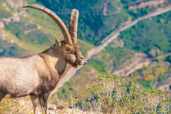 Ibex Ibérico Macho Selvagem Aka Ibex Espanhol Cabra Selvagem Espanhola — Fotografia de Stock