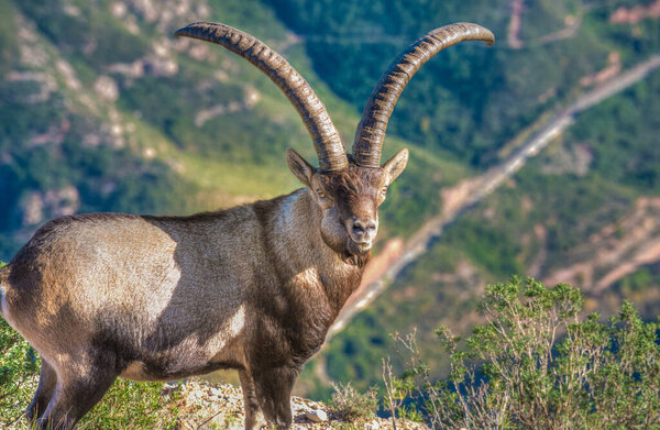 Дикий самец иберийского козла (он же испанский козел, испанский дикий козел, иберийский дикий козел) (Capra pyrenaica), сильный горный дикий козел с большими, гибкими копытами и короткими ногами, Национальный парк Монсеррат, Каталония, Испания
