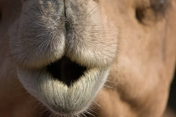 Closeup Camel Dromedary One Humped Camel Abu Dhabi Emirados Árabes — Fotografia de Stock