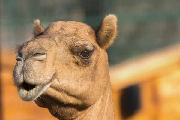 Крупный План Верблюда Дромадер Одногорбый Верблюд Абу Даби Оаэ — стоковое фото