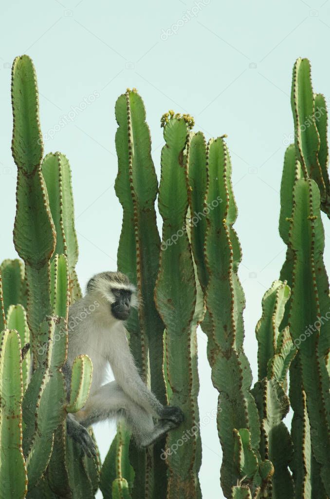 Vervet monkey perched on a cactus in the Queen Elizabeth National Park, Uganda