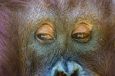 Orangutan yakın çekimi (ayrıca orangutang, orangutang veya orangutang olarak da yazılır), Endonezya ve Malezya 'ya özgü büyük maymunlar.