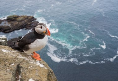 Puffins on the Latrabjarg cliffs, a promontory and the westernmost point in Iceland. Home to millions of puffins, gannets, guillemots and razorbills. Westfjords, Iceland clipart