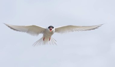 Kutup kırlangıçlarının büyüleyici güzelliği, Westfjords, İzlanda