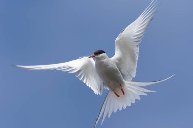 Kutup kırlangıçlarının büyüleyici güzelliği, Westfjords, İzlanda