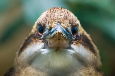 Kızgın kuş - Yalıçapkını yakın plan. Kookaburras Avustralya ve Yeni Gine 'ye özgü karasal ağaç balıkçılarıdır.,