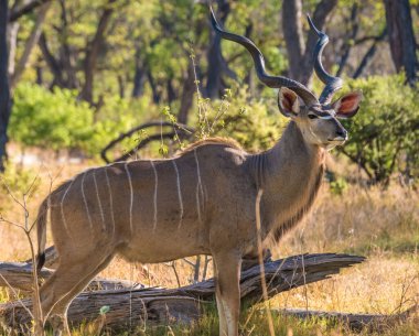 Erkek daha büyük kudu, Moremi Oyun Rezervi, Okavango Delta, Botswana