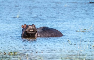 Hippo havuzu, Moremi oyun parkı, Okavango Delta, Botswana