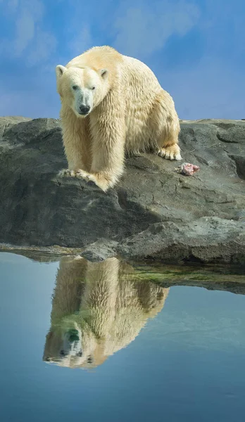 Close Van Een Ijsbeer Aan Rand Van Het Water Ursus — Stockfoto