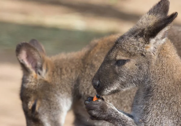 Kangurular Yemek Yiyor Kangurular Makropodidae Familyasından Keseli Hayvanlardır Makropodlar — Stok fotoğraf
