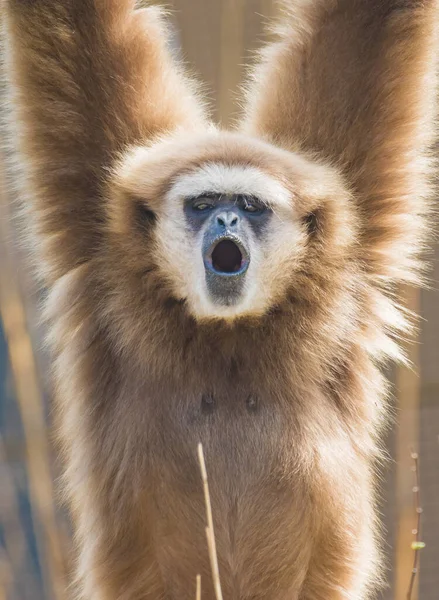 Lar Gibbon White Handed Gibbon Close 긴팔원숭이 위기에 영장류 — 스톡 사진