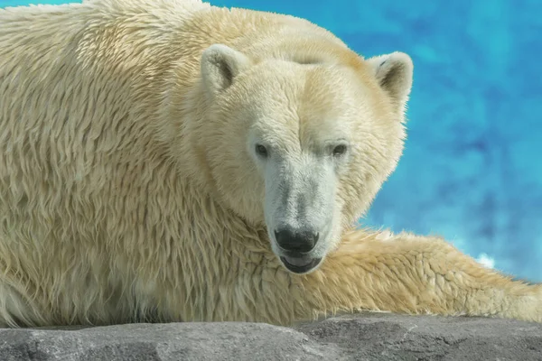 Zbliżenie Niedźwiedzia Polarnego Ursus Maritimus Hipermięsożernego Niedźwiedzia Którego Zasięg Rodzimy — Zdjęcie stockowe