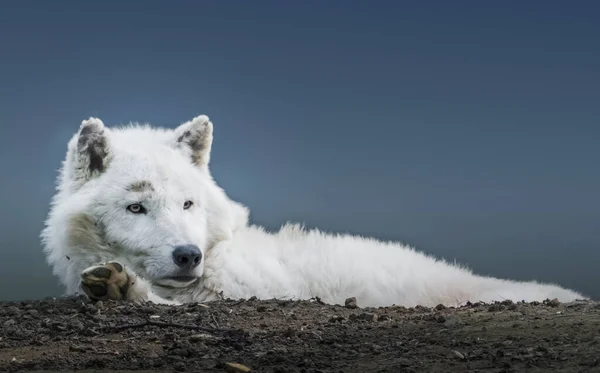 Κοντινό Πλάνο Ενός Αρκτικού Λύκου Επίσης Γνωστός Λευκός Λύκος Πολικός — Φωτογραφία Αρχείου