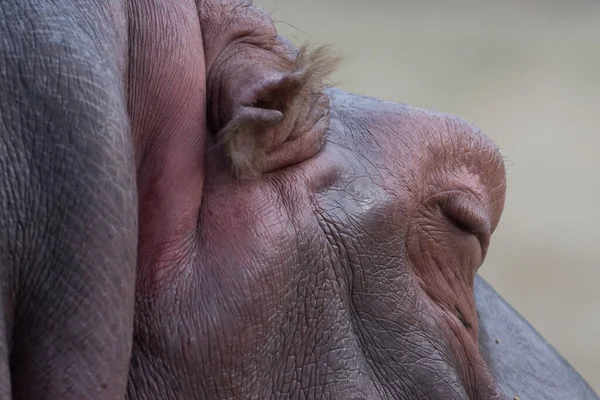 Detailní Záběr Hrocha Detail Jeho Silné Ale Velmi Jemné Sluncem — Stock fotografie