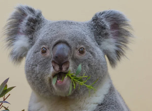 Closeup of a koala (aka., Koala Bear) eating fresh eucalyptus leaves