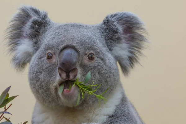 Closeup of a koala (aka., Koala Bear) eating fresh eucalyptus leaves