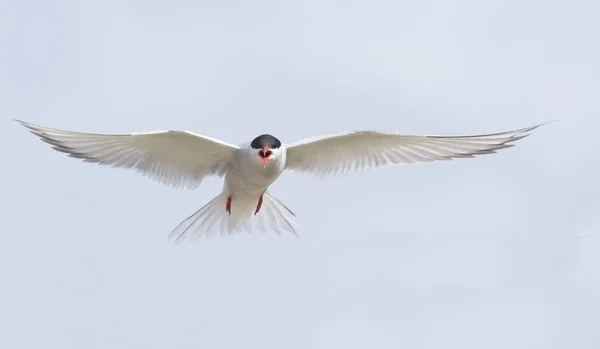 Краса Арктичних Крячків Польоті Вестфіорд Ісландія — стокове фото