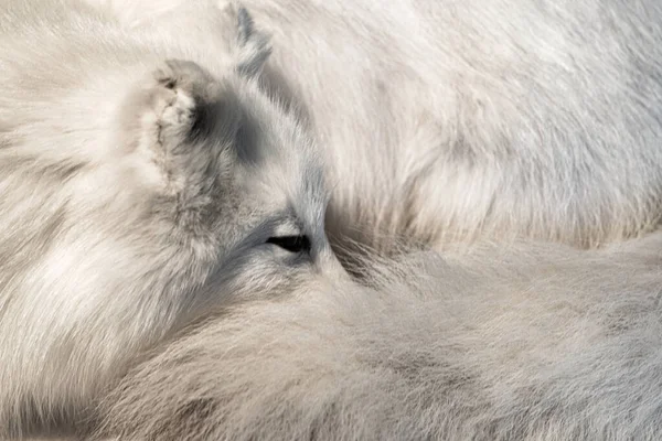 Artic fox (also known as the white fox, polar fox, or snow fox) with its white winter pelage, Westfjords, Iceland