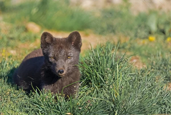 Artic fox (also known as the white fox, polar fox, or snow fox) with its dark summer pelage, Westfjords, Iceland