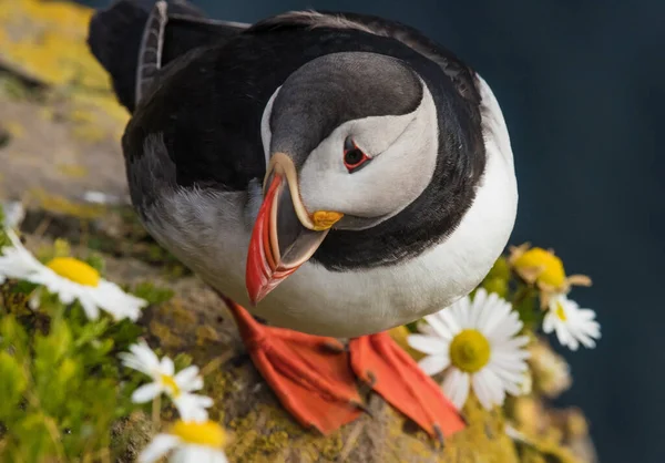 Puffins Latrabjarg Cliffs Promontory Westernmost Point Iceland Home Millions Puffins — Stock Photo, Image