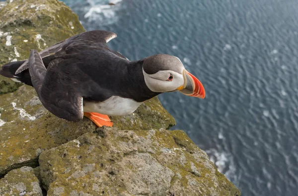 Puffin Aboout Take Flight Latrabjarg Cliffs Promontory Westernmost Point Iceland — Stock Photo, Image