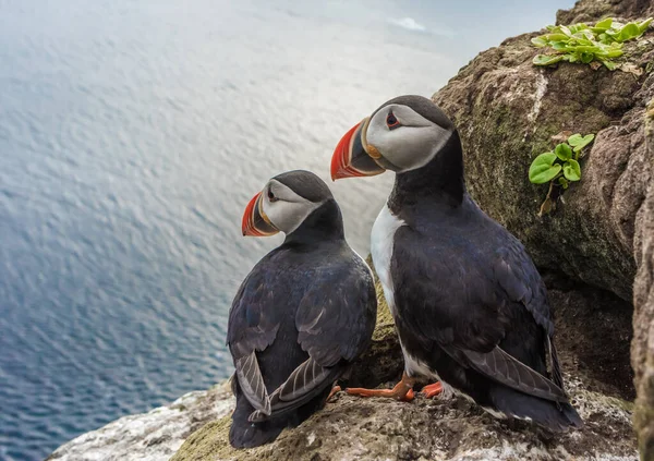 Puffins Los Acantilados Latrabjarg Promontorio Punto Más Occidental Islandia Hogar —  Fotos de Stock