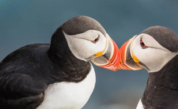 Puffins Performing Ritual Salute Kiss Rubbing Beaks Latrabjarg Cliffs Promontory — Stock Photo, Image