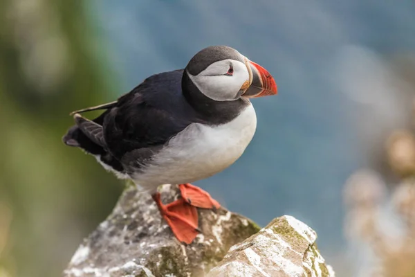 Puffins Latrabjarg Cliffs Promontory Westernmost Point Iceland Home Millions Puffins — Stock Photo, Image