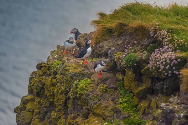パフィンは アイスランドの岬と西端のラトラバーグ崖の上に草を植えています 何百万ものパフィン ガネット ギヨット ラゾールビルがあります アイスランドのウェストフィヨルド — ストック写真