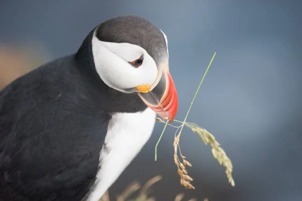 Puffin Bringing Grass Its Burrow Latrabjarg Cliffs Promontory Westernmost Point — Stock Photo, Image
