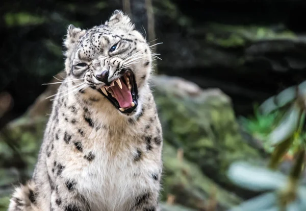 Χιονάτη Λεοπάρδαλη Γνωστή Και Ουγγιά Panthera Uncia Syn Uncia Uncia — Φωτογραφία Αρχείου