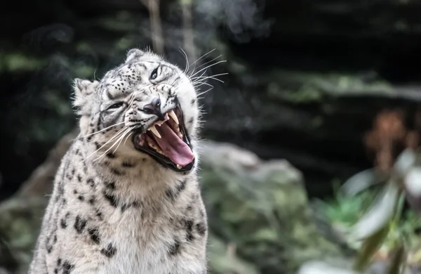 Neve Leopardo Aka Onça Panthera Uncia Syn Uncia Uncia Grande — Fotografia de Stock