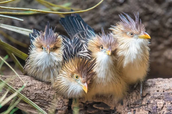 Guira Gök Mamma Och Cfhicks Inhemska Till Södra Brasilien Uruguay — Stockfoto