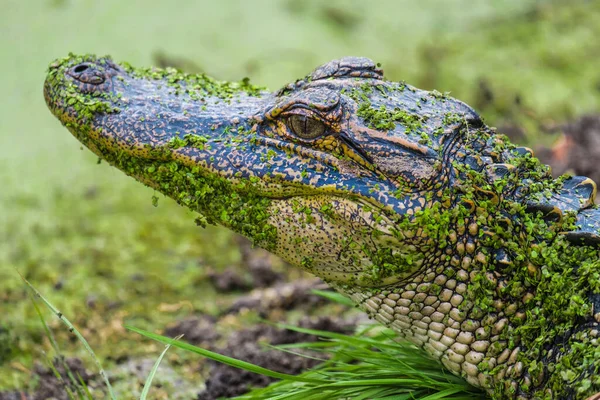 ピンクニー島の湿地帯で若いワニと非常に近い出会い 国立野生動物保護区 ヒルトンヘッド サウスカロライナ州 アメリカ — ストック写真