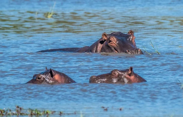 Piscine Hippopotames Réserve Chasse Moremi Delta Okavango Botswana — Photo