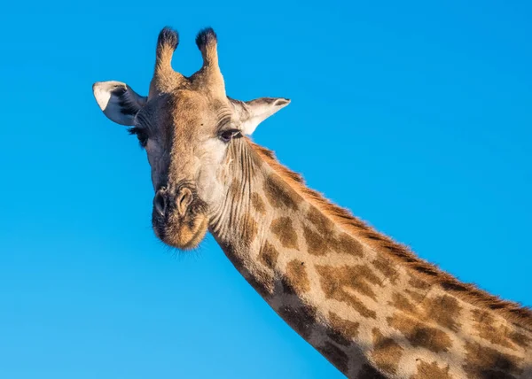 Жираф Заповедник Мореми Дельта Окаванго Ботсвана — стоковое фото
