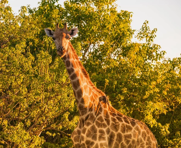 Жираф Заповедник Мореми Дельта Окаванго Ботсвана — стоковое фото