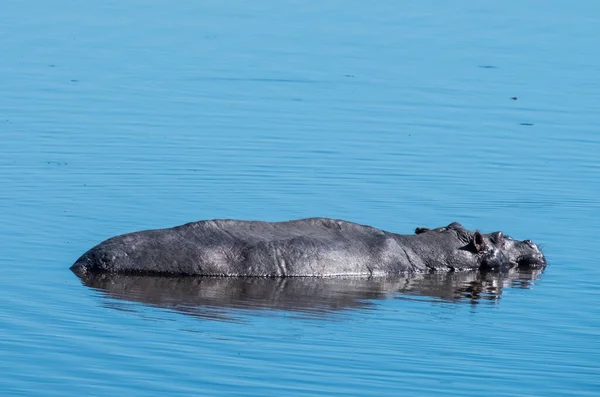 Бассейн Hippo Moremi Game Reserve Дельта Окаванго Ботсвана — стоковое фото