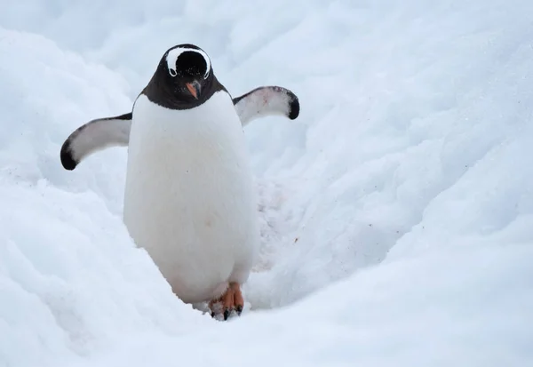 Gentoo Tučňák Razí Cestu Oceánu Hluboké Sněhové Dálnici Tučňáků Ronge — Stock fotografie