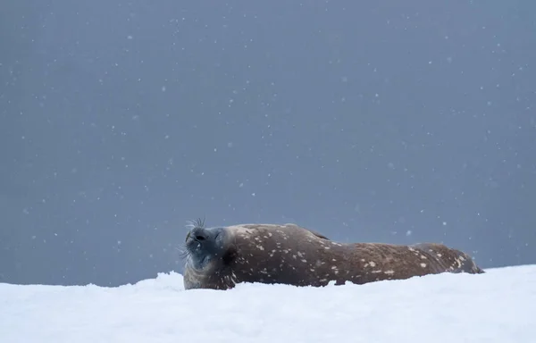 Weddell Seal Resting Iceberg Ronge Island Curville Graham Land Antarctic — Stock Photo, Image