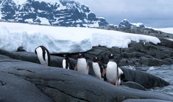 Pinguini Ritorno Dall Oceano Damoy Point Ingresso Porto Port Lockroy — Foto Stock