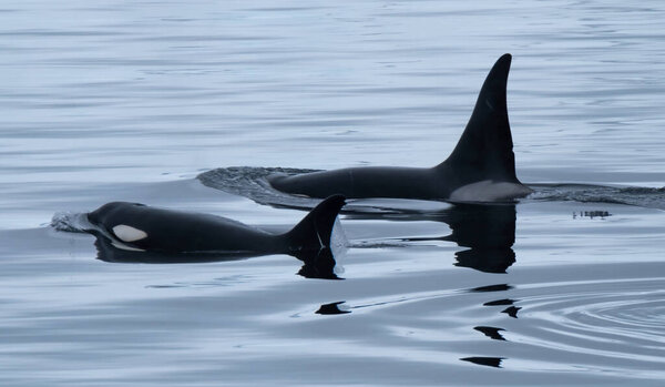 Тесная встреча с косатками (Orcinus orca), питающимися в ледяных водах вдоль побережья Антарктического полуострова, Антарктида
