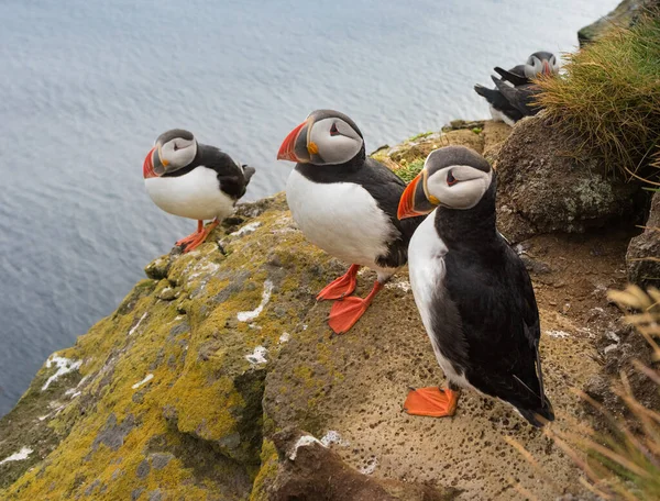 Puffins Latrabjarg Cliffs Promontory Westernmost Point Iceland Home Millions Puffins Royalty Free Stock Photos