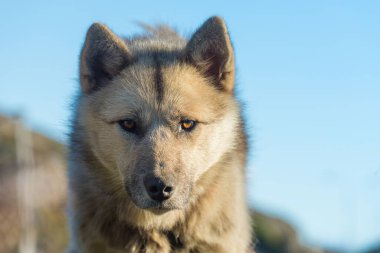 Agresif duruşu olan yeşil bir köpek, Sisimiut, Grönland. Bu cinsler Alaska ve Svalbard 'da karşılaştığım köpekbalıklarından oldukça farklı. Daha az uysal ve daha agresif, yerel halk tarafından kutup kurduyla melezlenmiş.